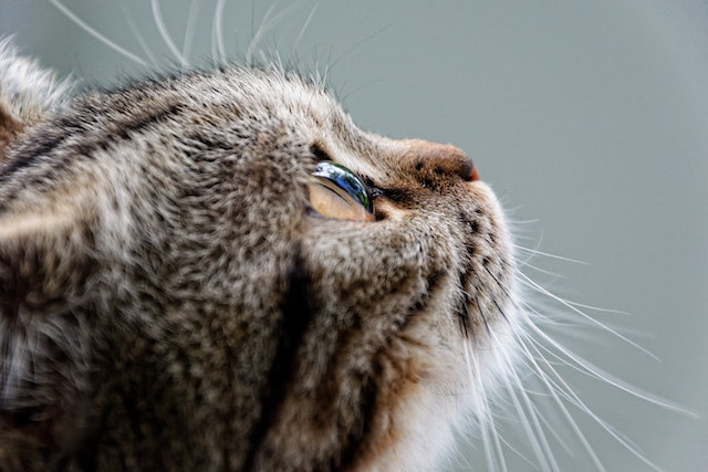 what is whisker fatigue in cats