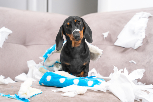 Why Dogs Chew Their Toys  PetPartners Pet Insurance