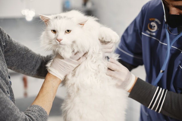 cat health insurance offers peace of mind