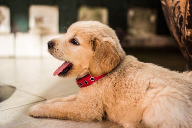 top puppy insurance providers