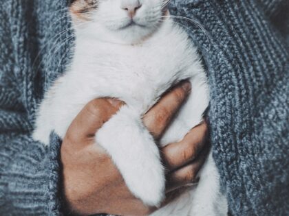 pexels-zariflavin-🌼-3512800