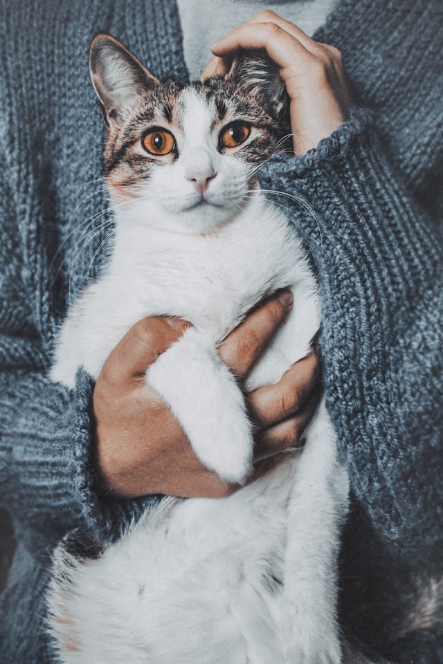 What Does a Vet Visit Cost in 2026?
