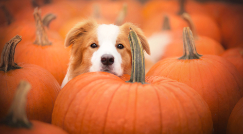 How much pumpkin do you give a outlet dog