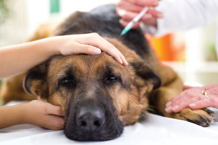 can prednisone cause liver damage in dogs