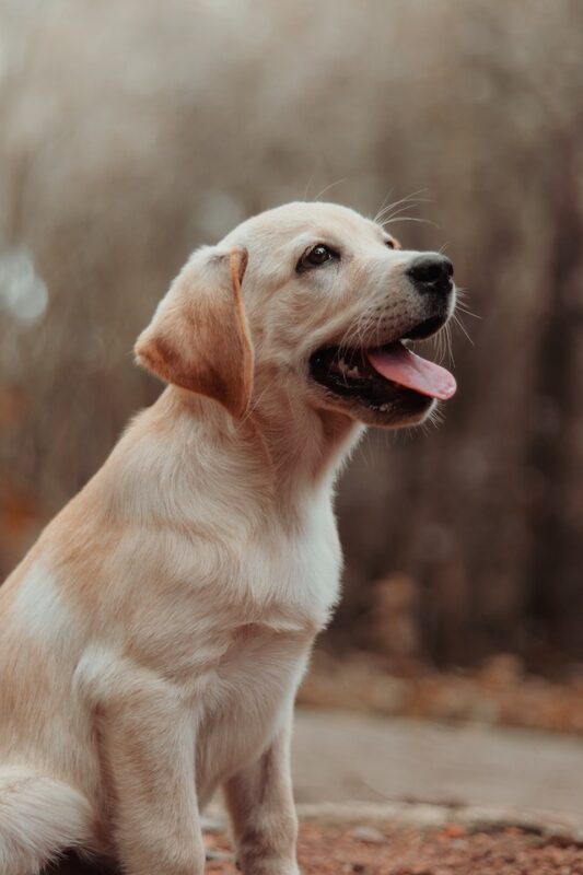 Can pets see ghosts?