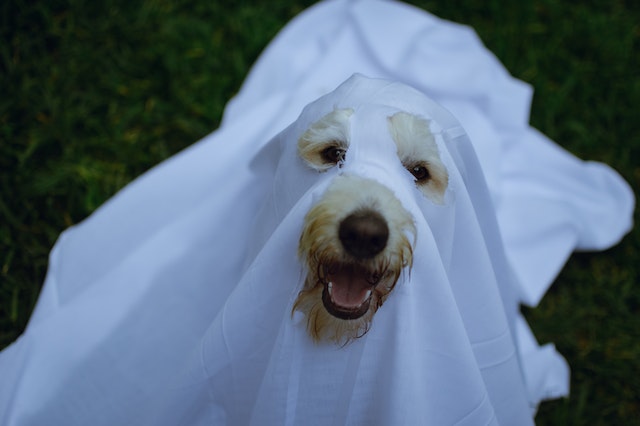 can pets see ghosts?