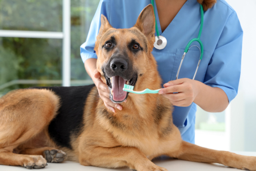 what percentage of dogs get their teeth cleaned