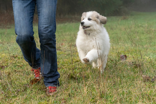 how do dogs choose their person