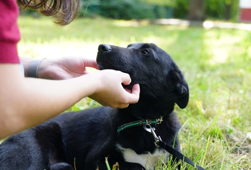 how do dogs choose their person