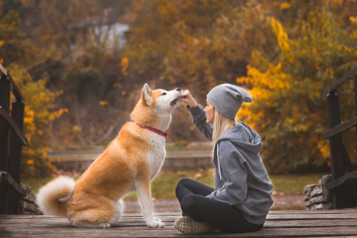 how do dogs choose their person