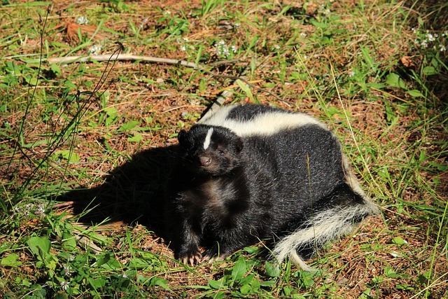 why do skunks spray?