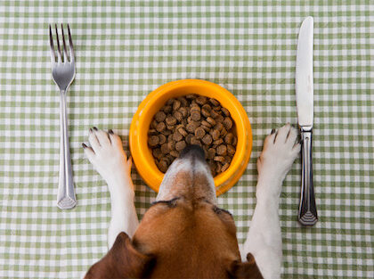 Foods-Dogs-Can-Cannot-Eat