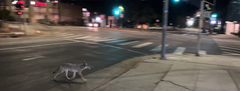 Coyote in street