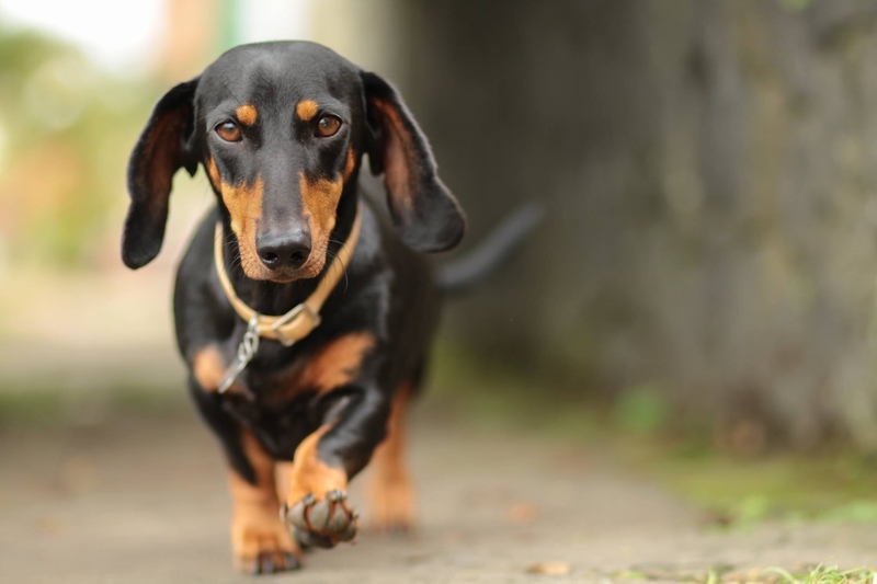 20 Healthiest Dog Breeds