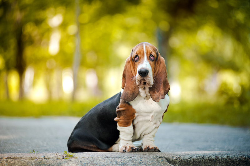 Healthiest dog outlet breeds large