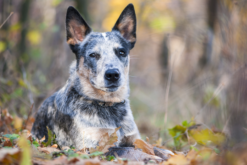 5 Smartest Dog Breeds Chosen by Veterinary Professionals