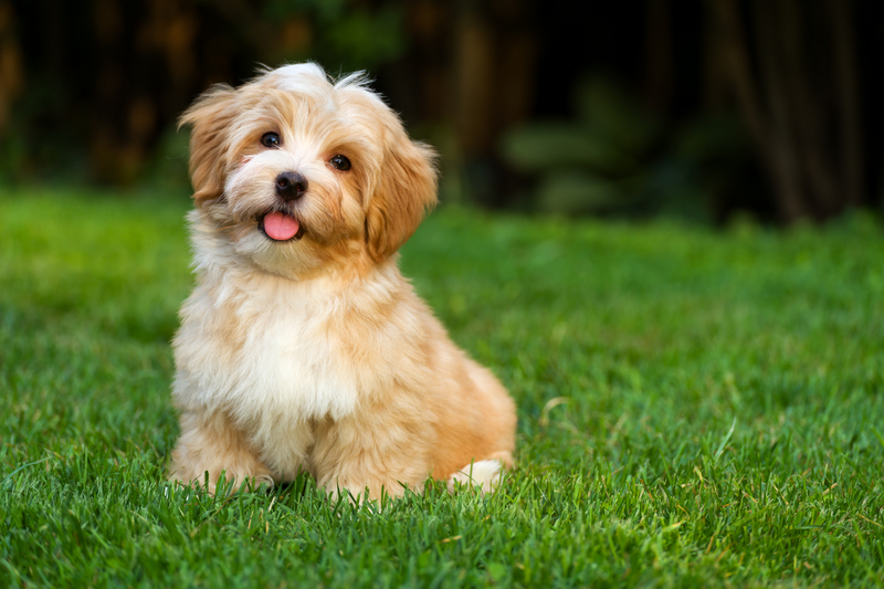 Healthy dog shop breeds small