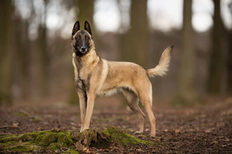 Healthiest sales purebred dogs