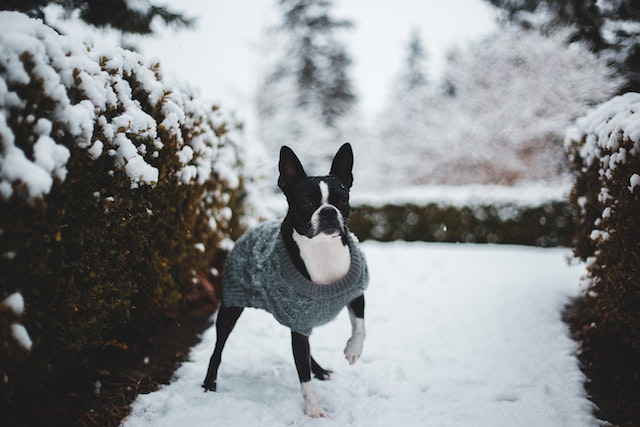 Boston terrier winter coat sale