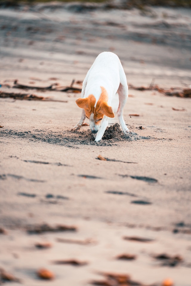 View of 10 Common Dog Behavioral Issues - Pet Insurance Review