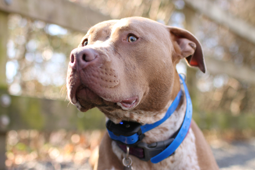 bark collar for pitbulls