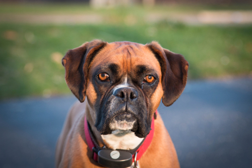 Shocking collars for outlet dogs