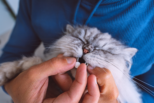 Medication cats side clearance effects