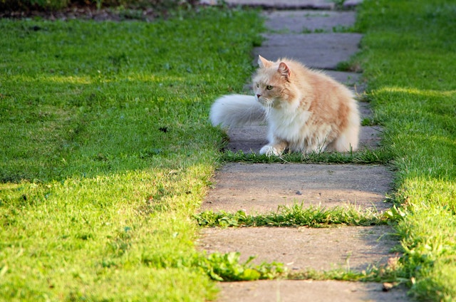 Why is My Cat Throwing Up Undigested Food?