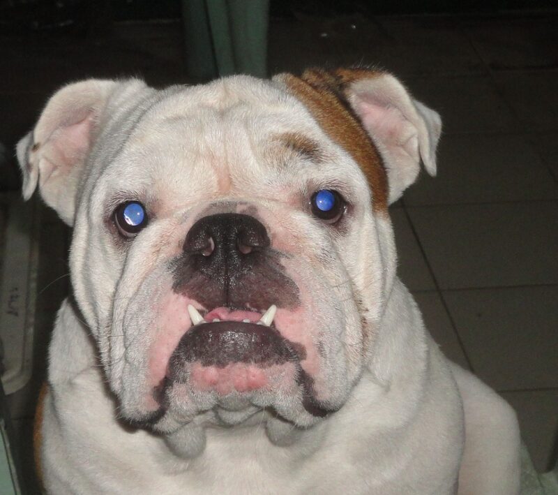 do english bulldogs get pimples