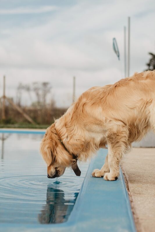 Why is My Dog Drinking So Much Water? 