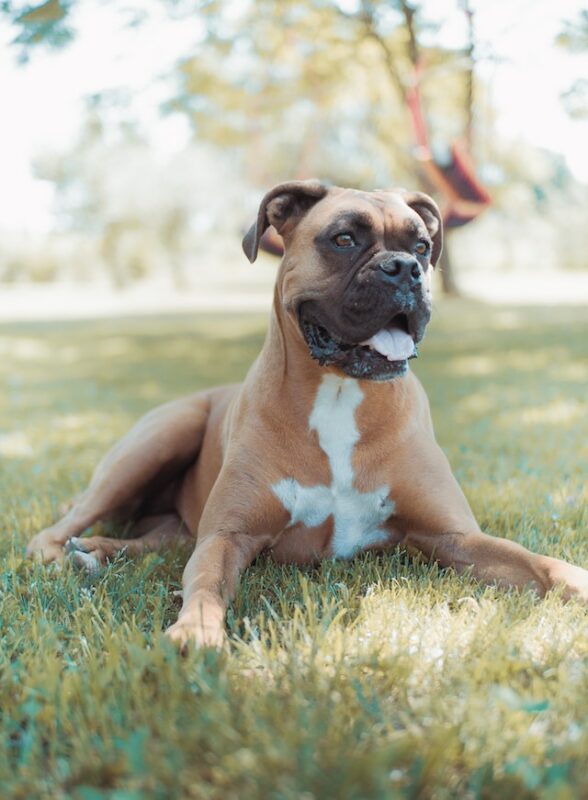 pimples on a dog