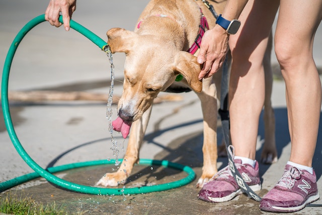 Why is My Dog Drinking So Much Water? 