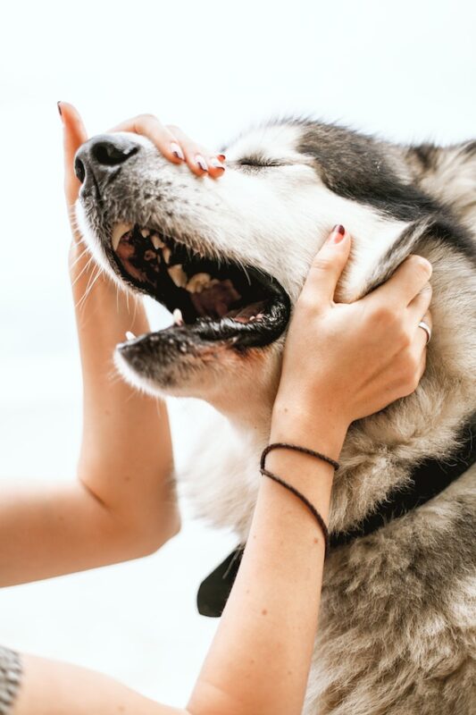 dog insurance costs