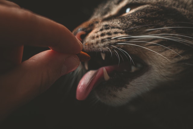 tips for pet oral health