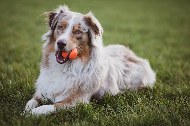 Bravecto 2025 australian shepherd