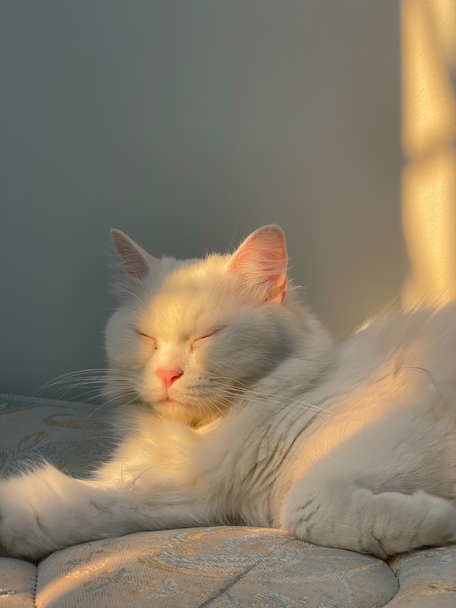 Visual Reference: Lymphoma In Cats Symptoms Treatments Prognosis