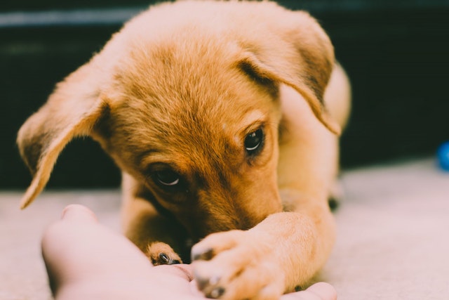 How Much Does it Cost to Neuter a Dog?
