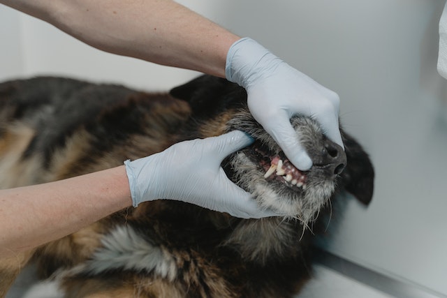 dog dental disease