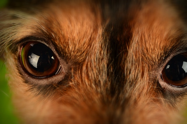 dog cataract surgery cost