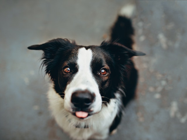 Border collies: High-energy, smart dogs that need lots of exercise