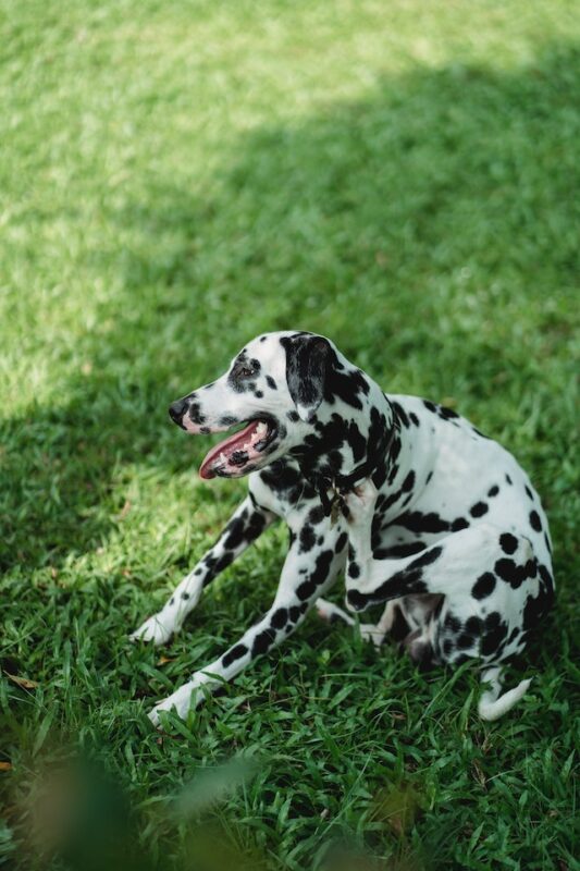 dry skin on a dog