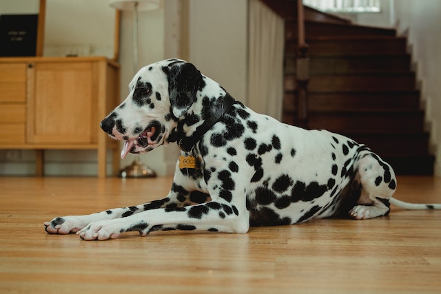 how to calm a panting dog