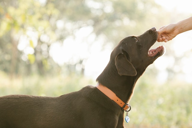 are green beans good for dogs?