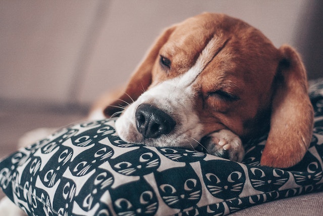 how to comfort a dog with pancreatitis