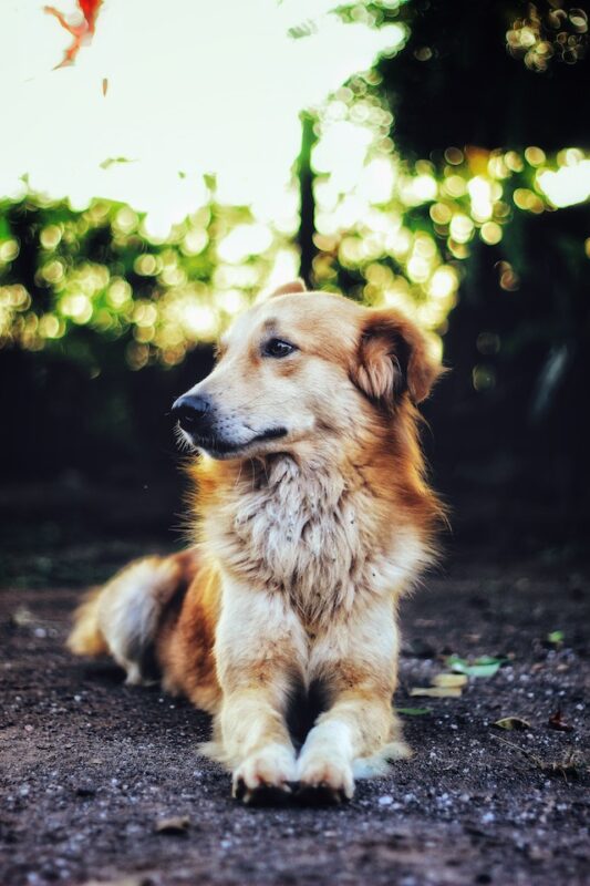 Home remedies for 2024 coccidia in dogs