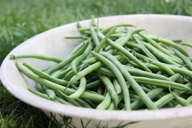 are green beans good for dogs?