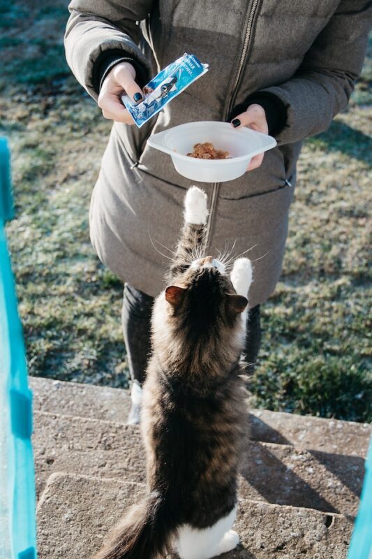 Can cats eat cheese?