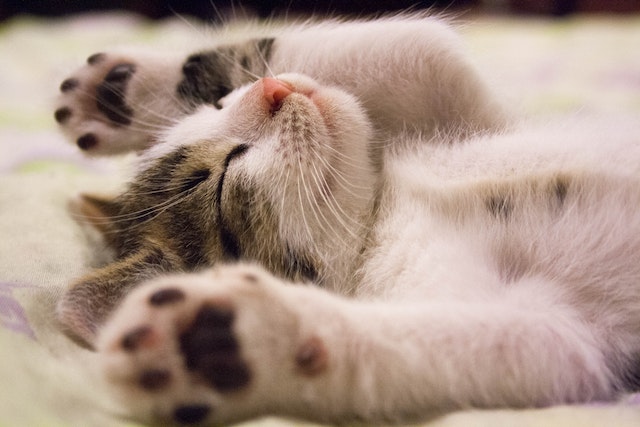 how much do kittens sleep?