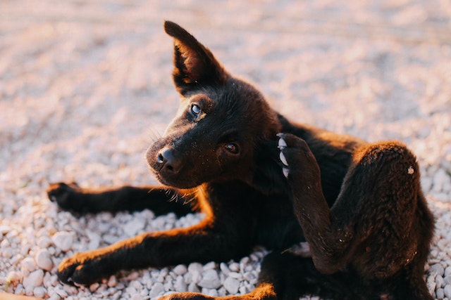 dry skin on a dog