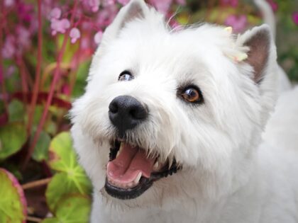 Dog Bladder Cancer: Symptoms and Treatments